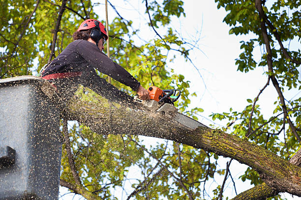 Best Root Management and Removal  in Miller Place, NY